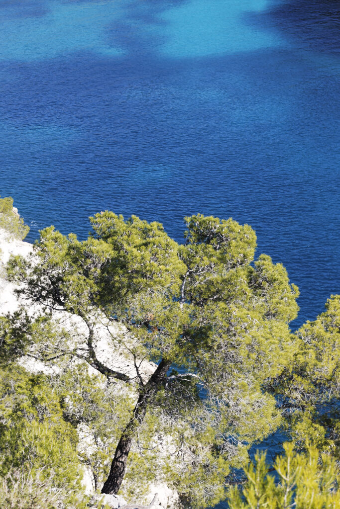 Trees on a cliff over a blue sea